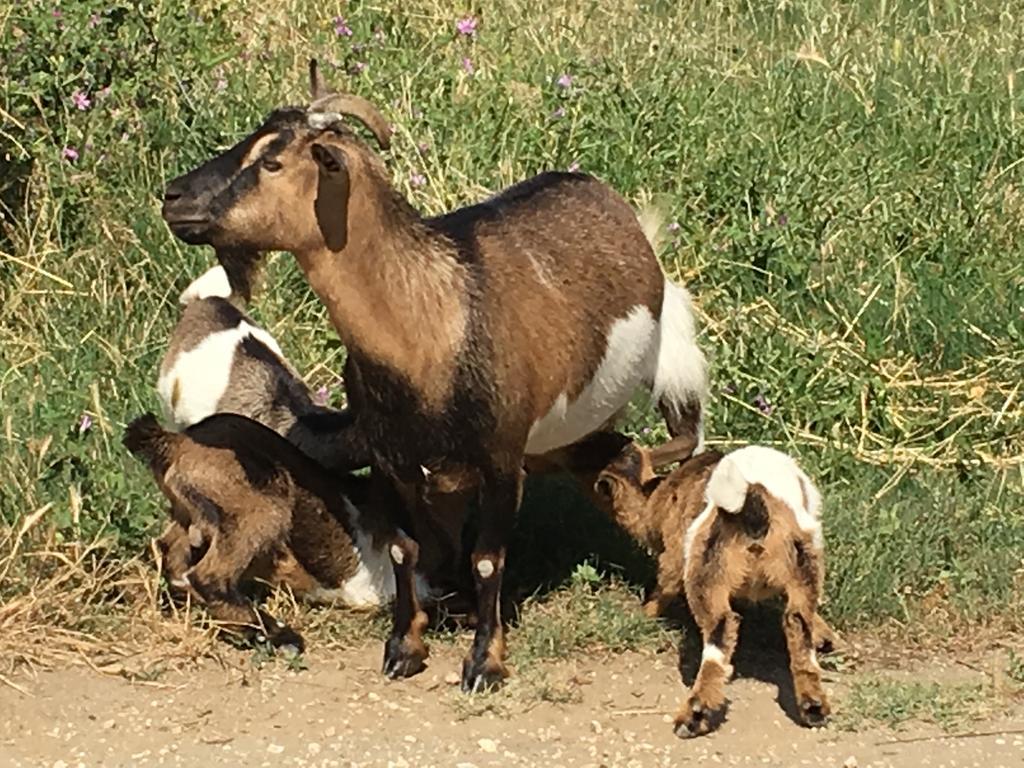 Agriturismo Terre Di Musignano Canino Екстер'єр фото